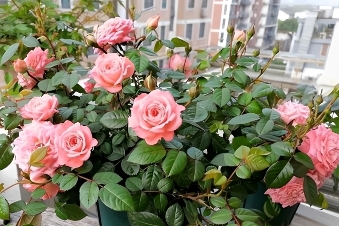 4 loại cây giúp phòng ngủ trong lành, góp phần mang đến giấc ngủ ngon (ảnh 6)