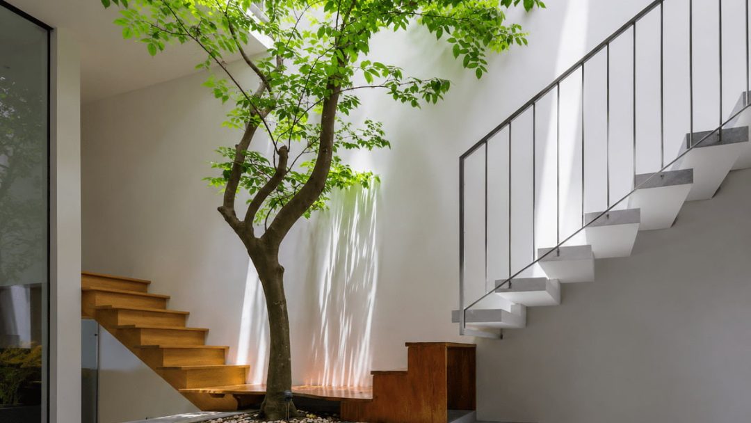 cay khe trong gieng troi.jpg