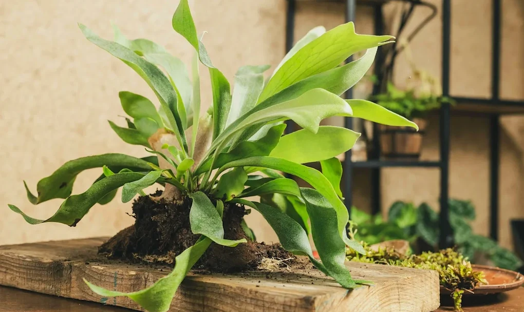 6 loại cây cảnh độc đáo giúp nâng tầm không gian sống - 1