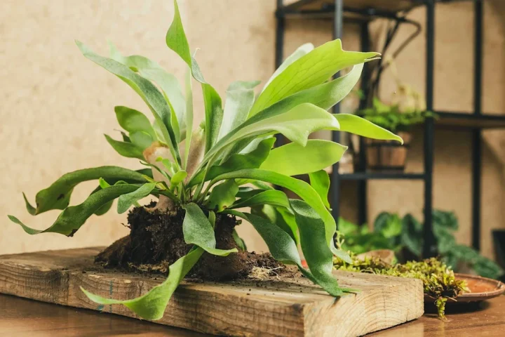 6 loại cây cảnh độc đáo giúp nâng tầm không gian sống - 1